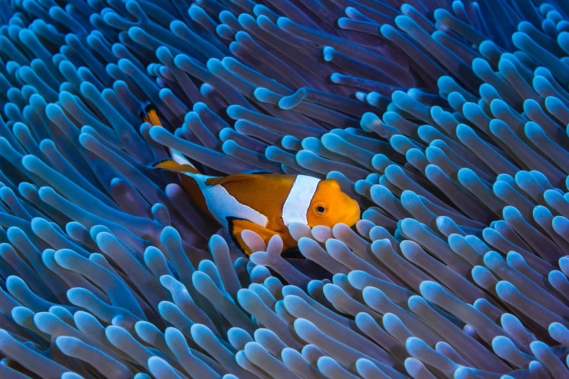 Underwater Dining